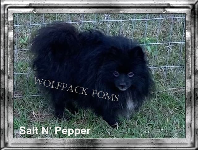 Pomeranian Puppies media 5