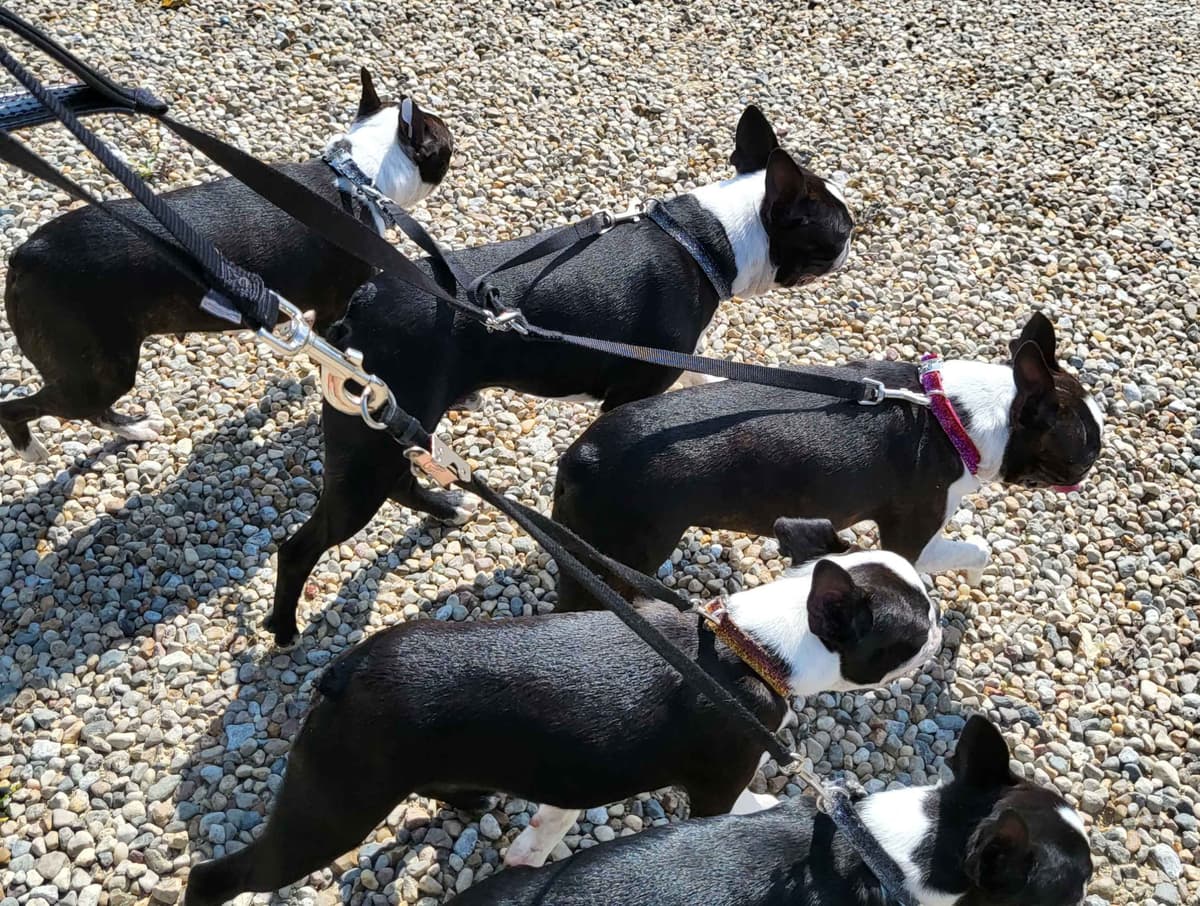 Rare Opportunities breeder image 1