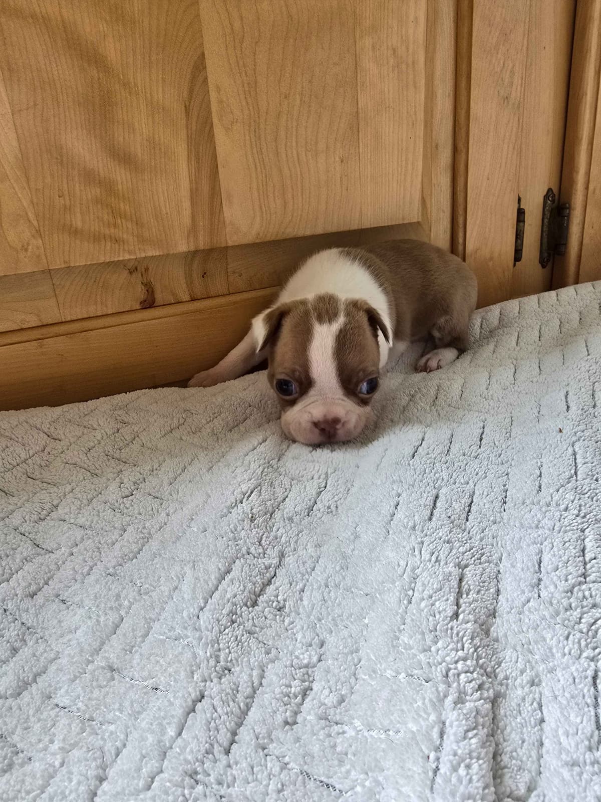 Boston Terrier Puppies breeder image 6