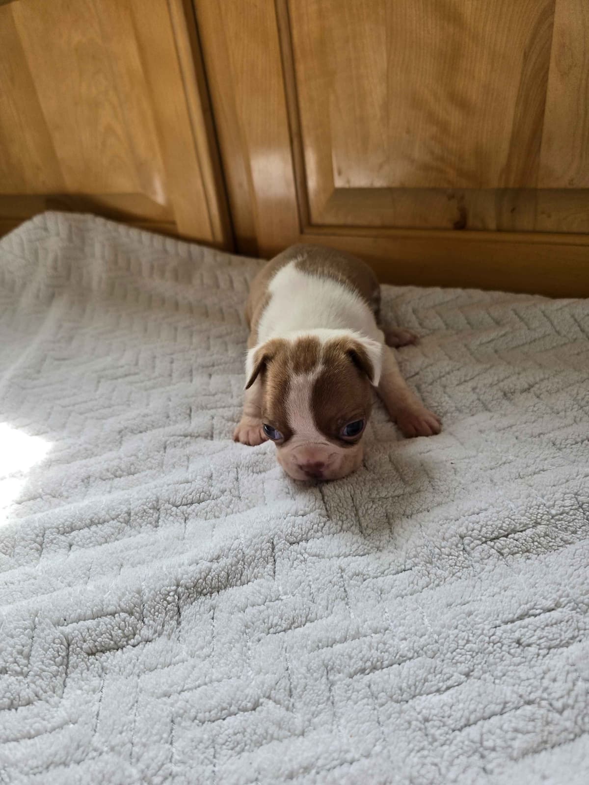 Boston Terrier Puppies breeder image 7