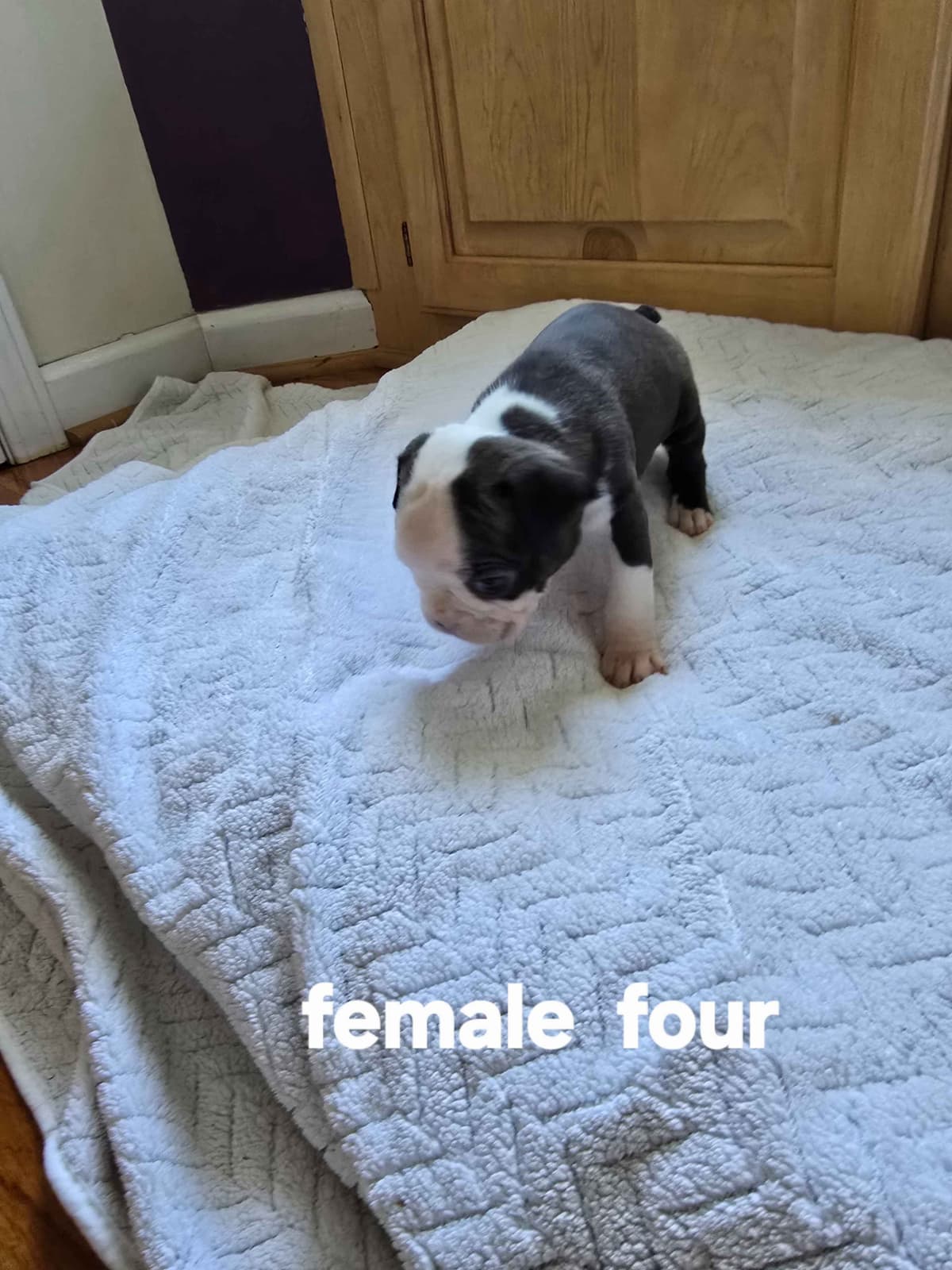 Boston Terrier Puppies breeder image 8