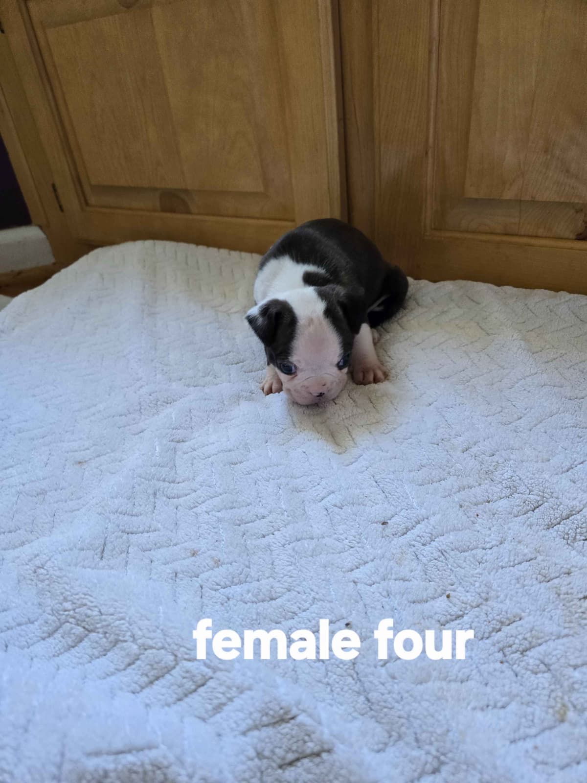 Boston Terrier Puppies breeder image 9
