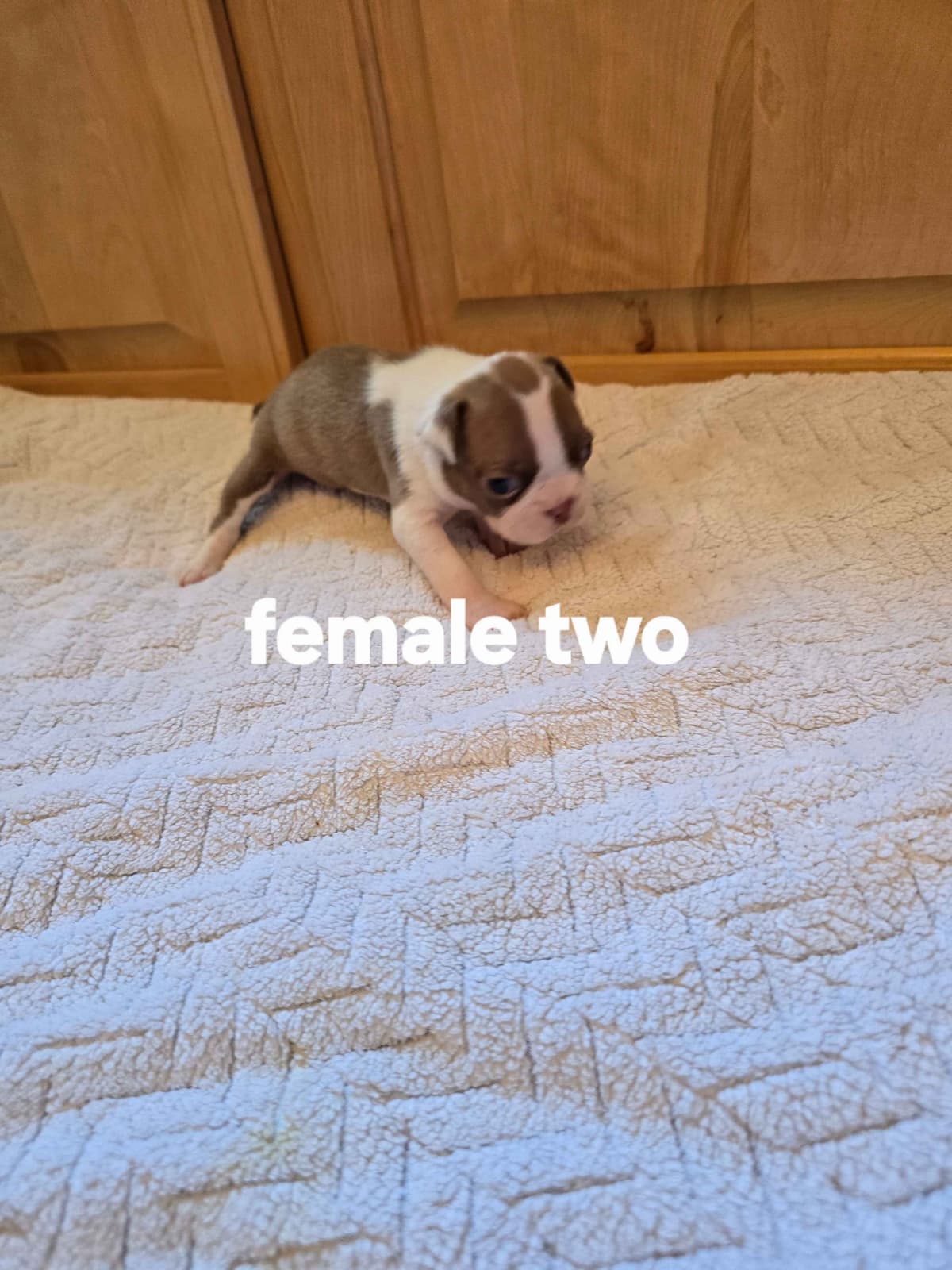 Boston Terrier Puppies breeder image 10