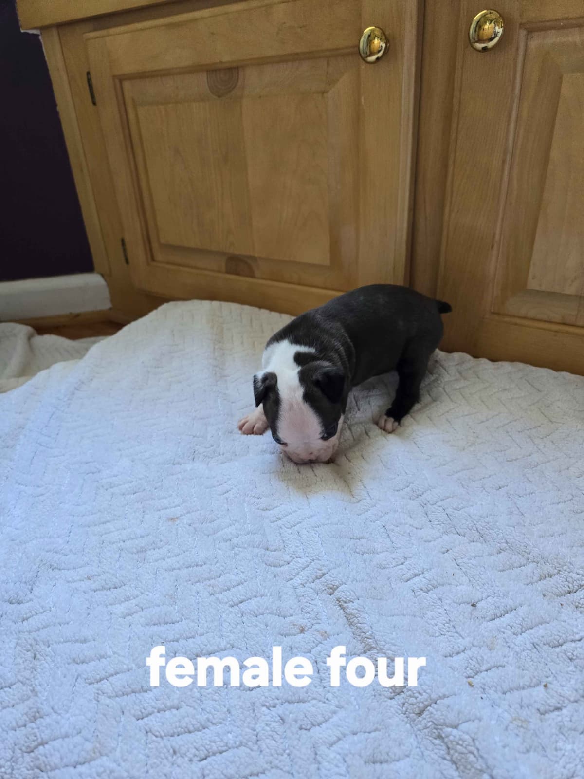 Boston Terrier Puppies breeder image 11