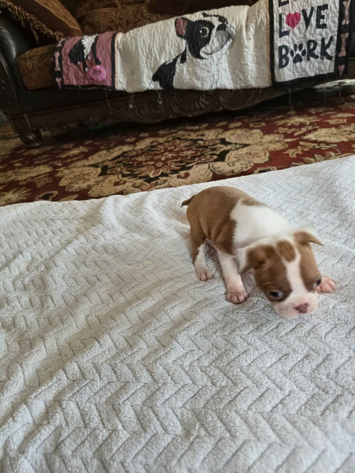 Boston Terrier Puppies breeder image 13