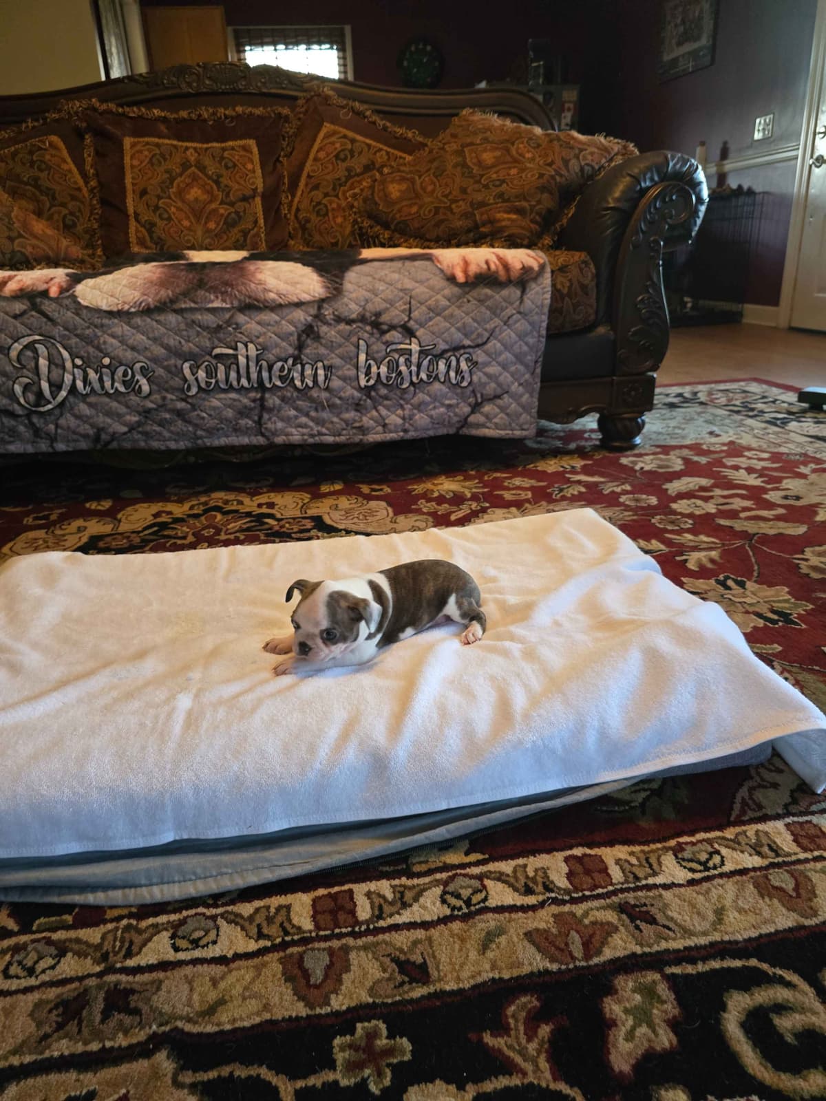 Boston Terrier Puppies breeder image 15