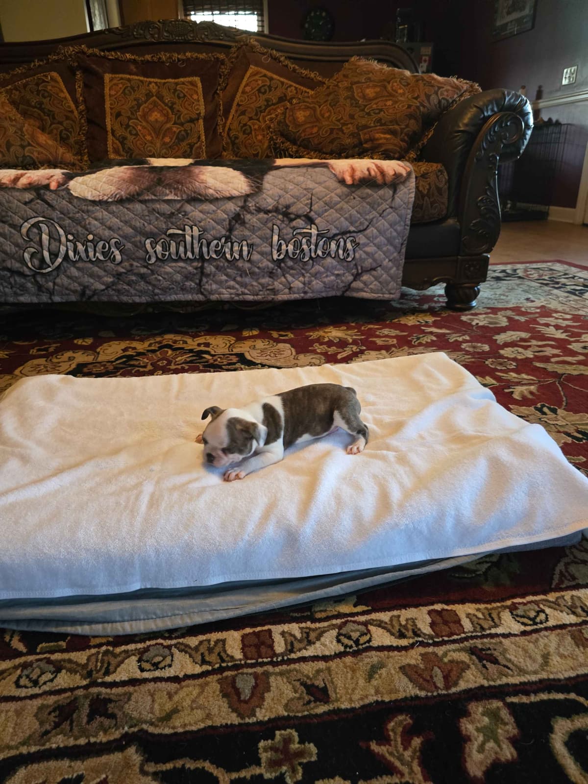 Boston Terrier Puppies breeder image 18
