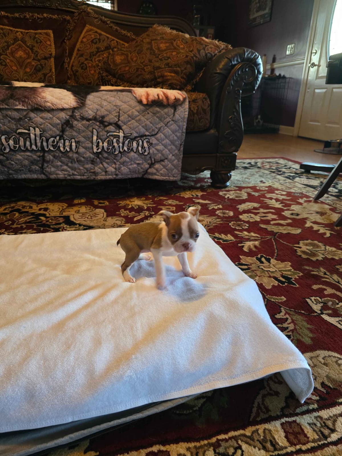 Boston Terrier Puppies breeder image 20