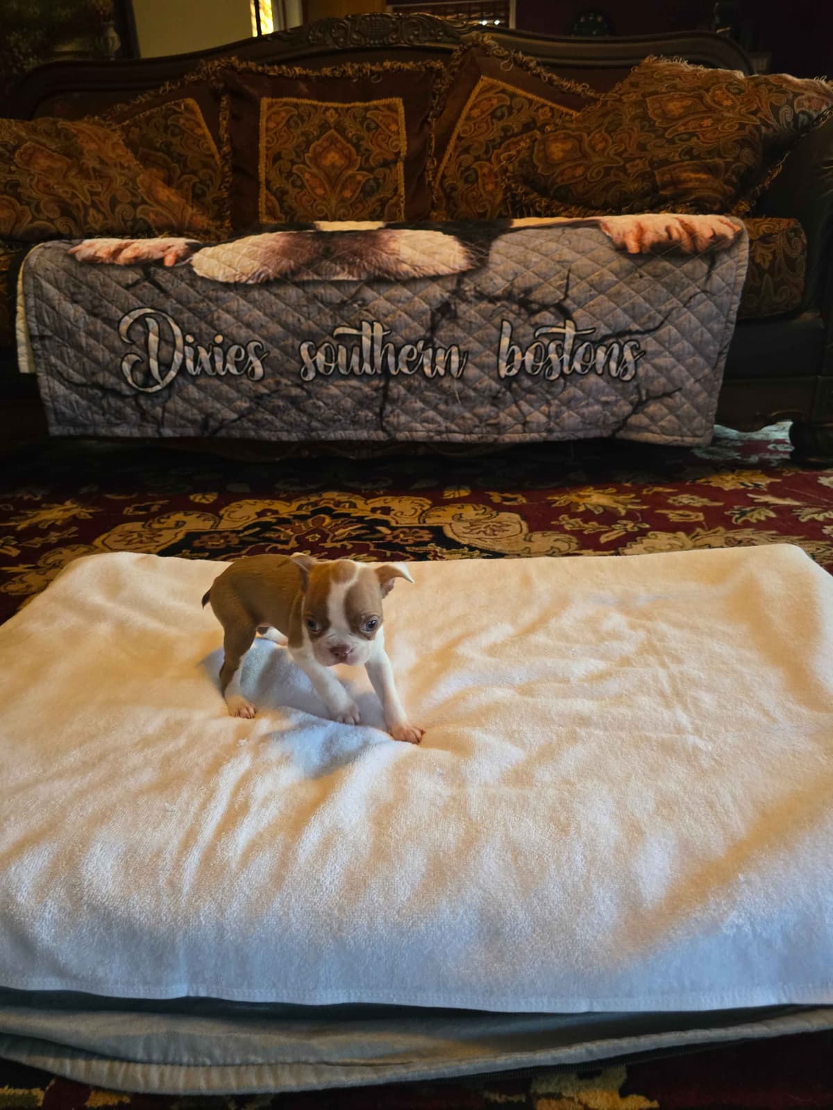 Boston Terrier Puppies breeder image 17