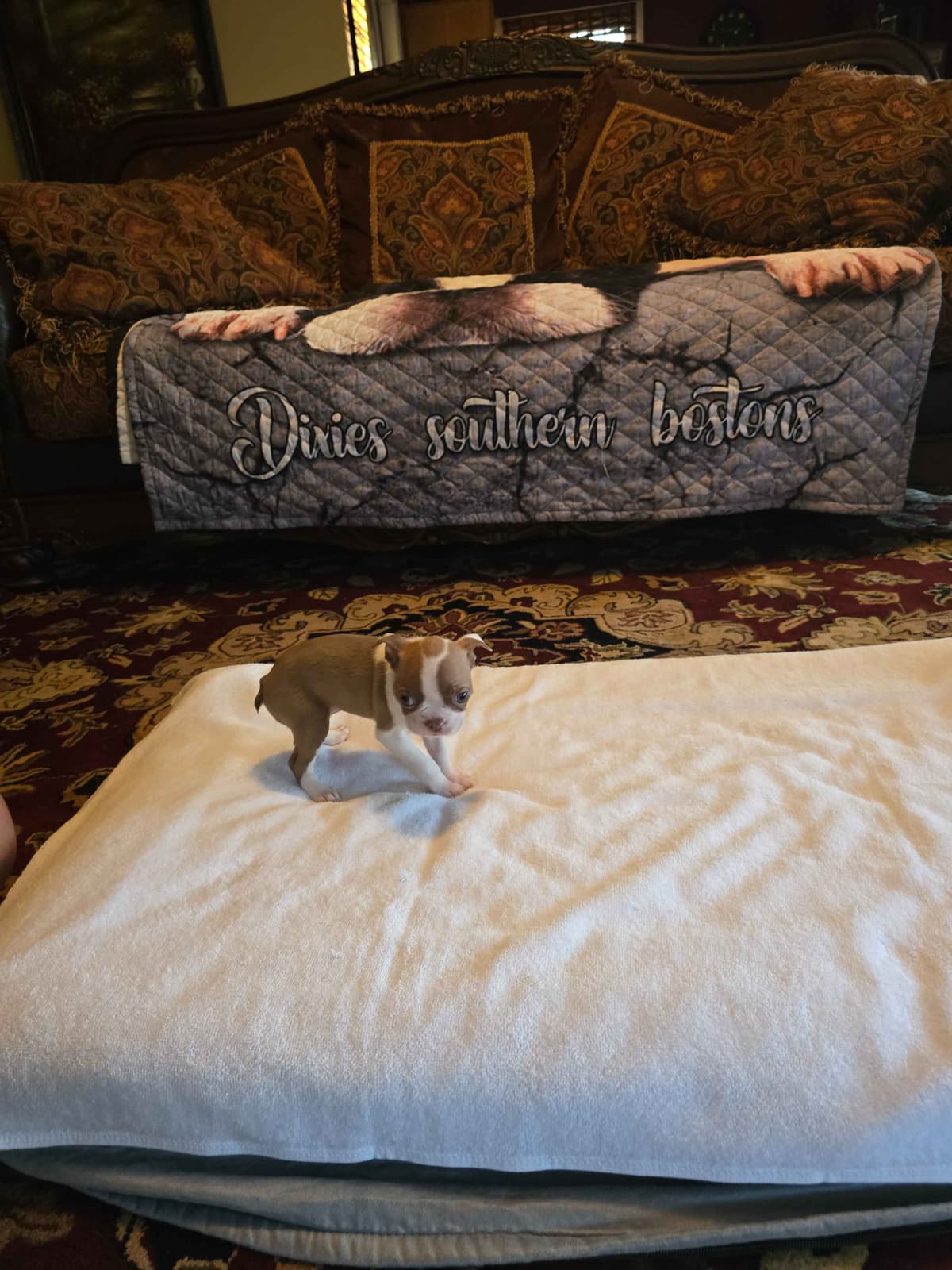 Boston Terrier Puppies breeder image 21
