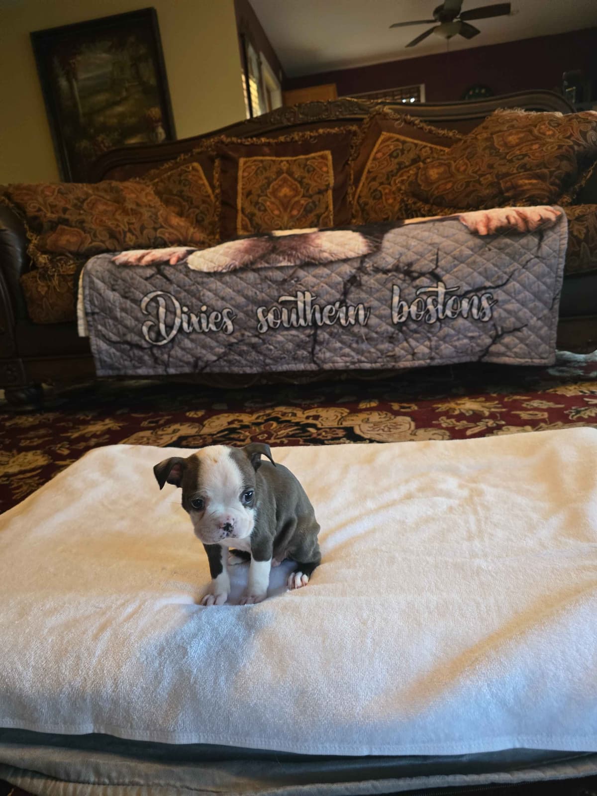 Boston Terrier Puppies breeder image 23