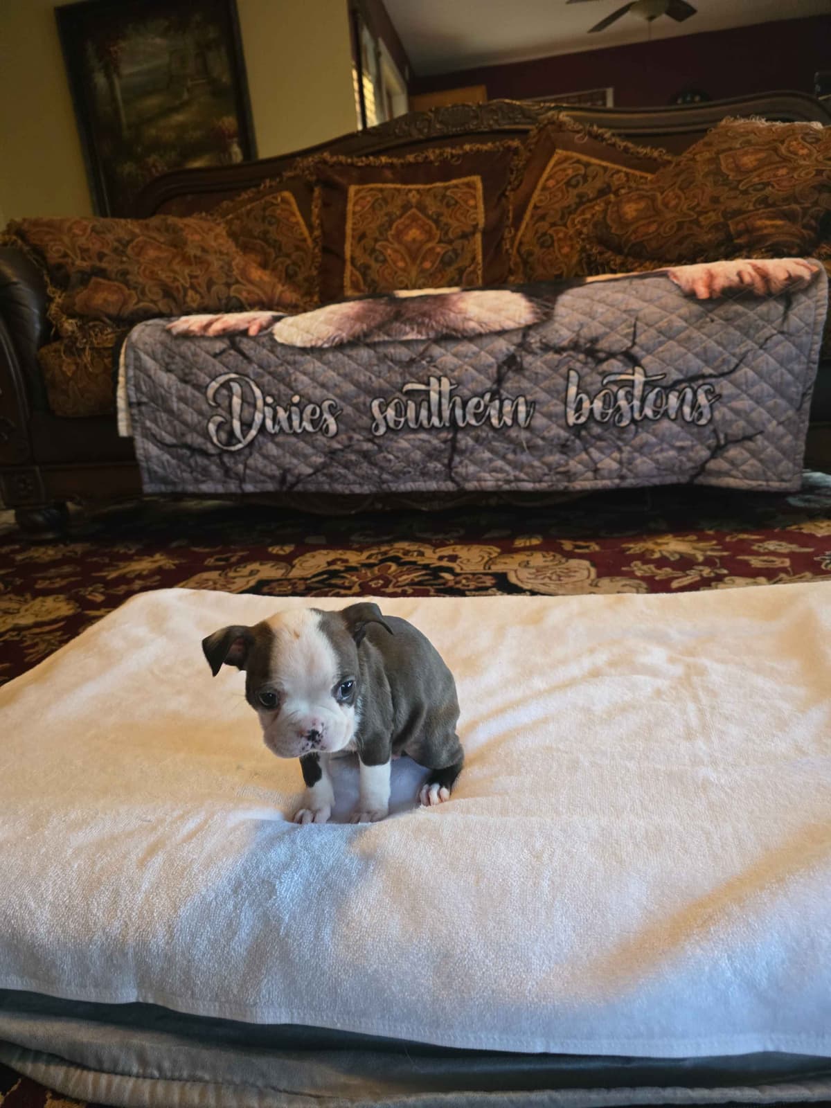 Boston Terrier Puppies breeder image 24