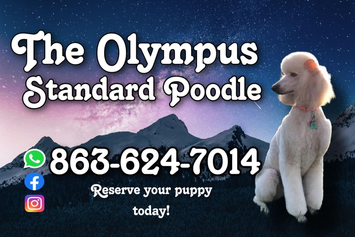 Standard Poodle Service dog prospect breeder image 2
