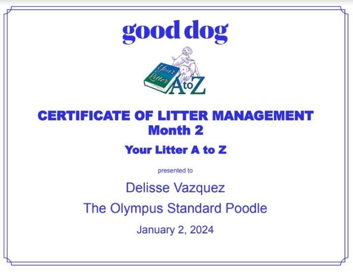 Standard Poodle Service dog prospect breeder image 9