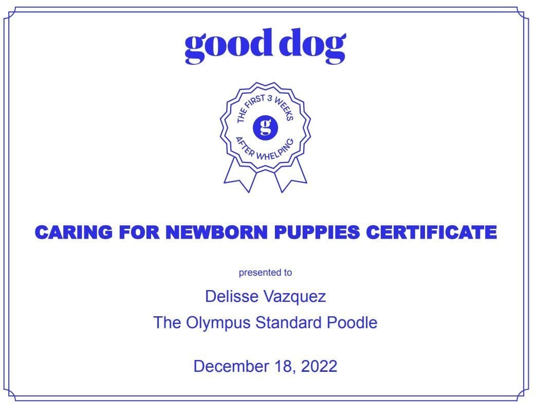 Standard Poodle Service dog prospect breeder image 12