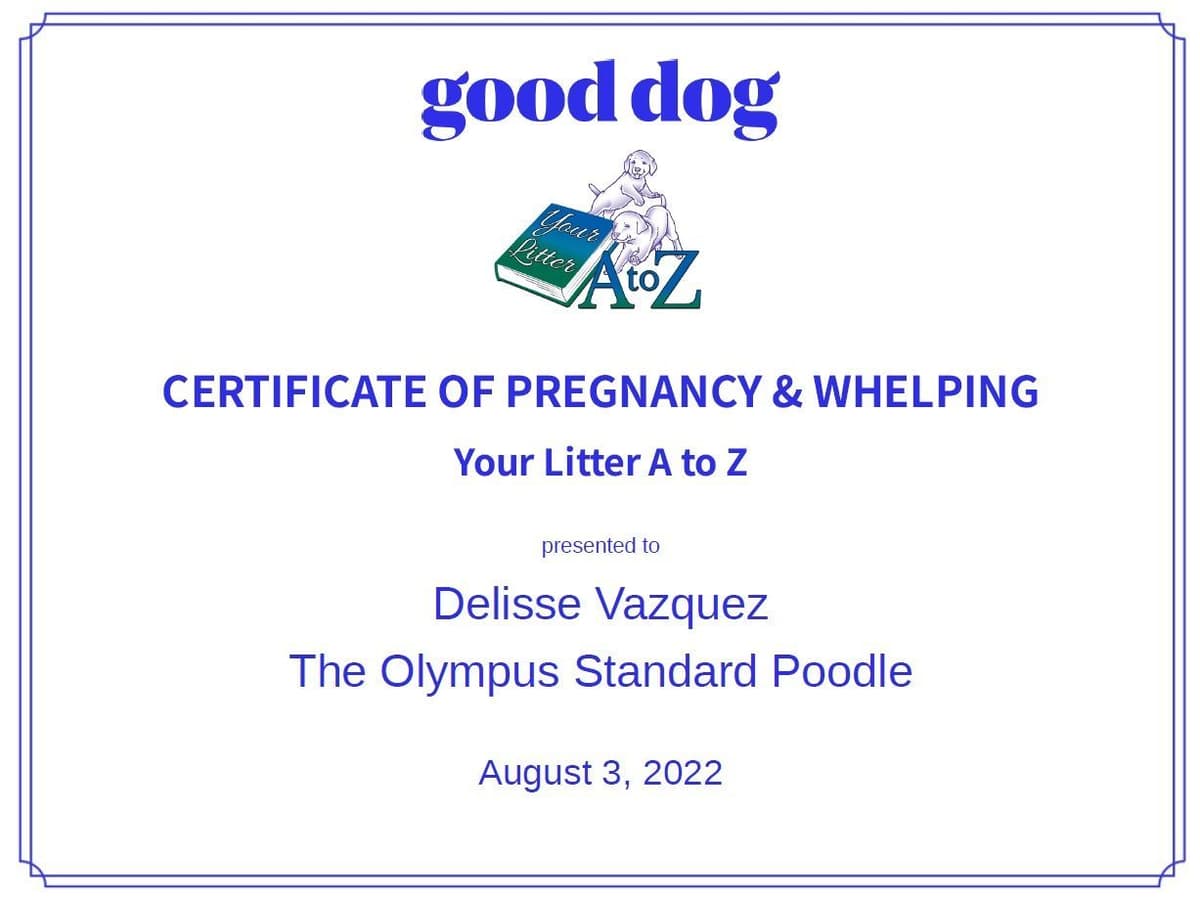 Standard Poodle Service dog prospect breeder image 10