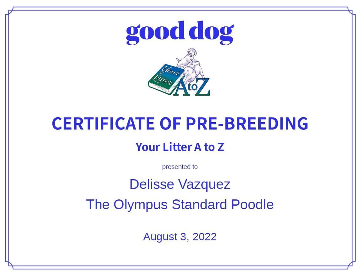 Standard Poodle Service dog prospect breeder image 11