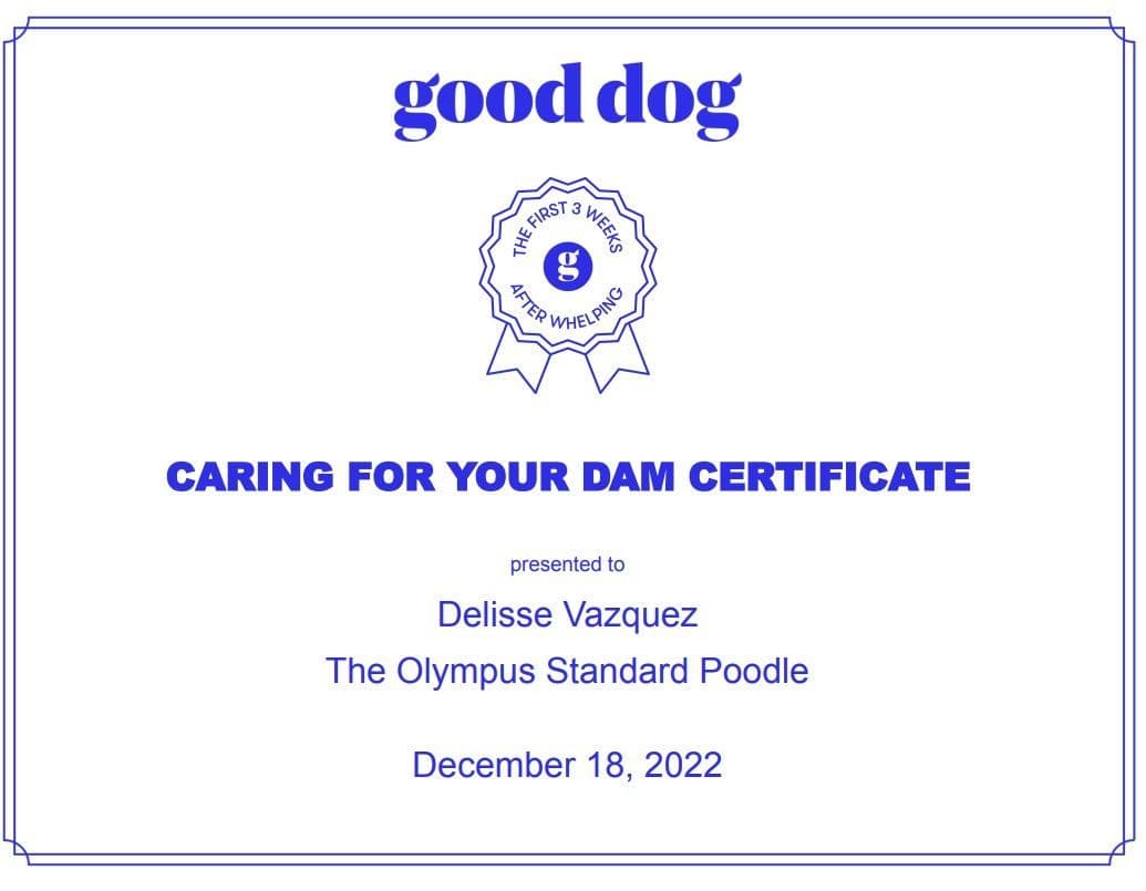 Standard Poodle Service dog prospect breeder image 14
