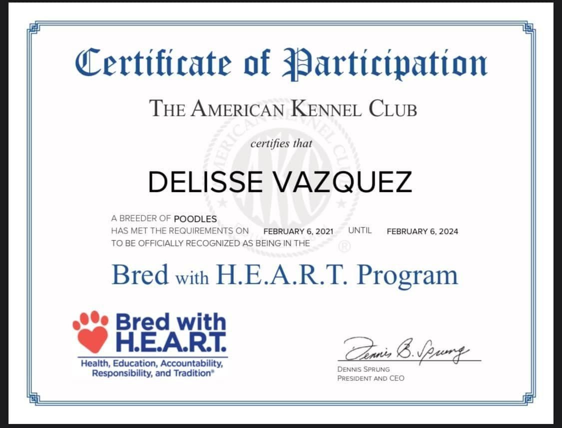 Standard Poodle Service dog prospect breeder image 7
