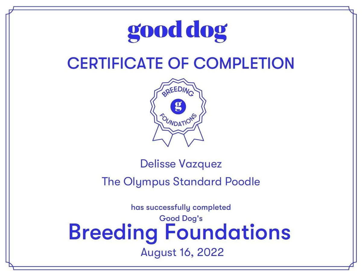 Standard Poodle Service dog prospect breeder image 15