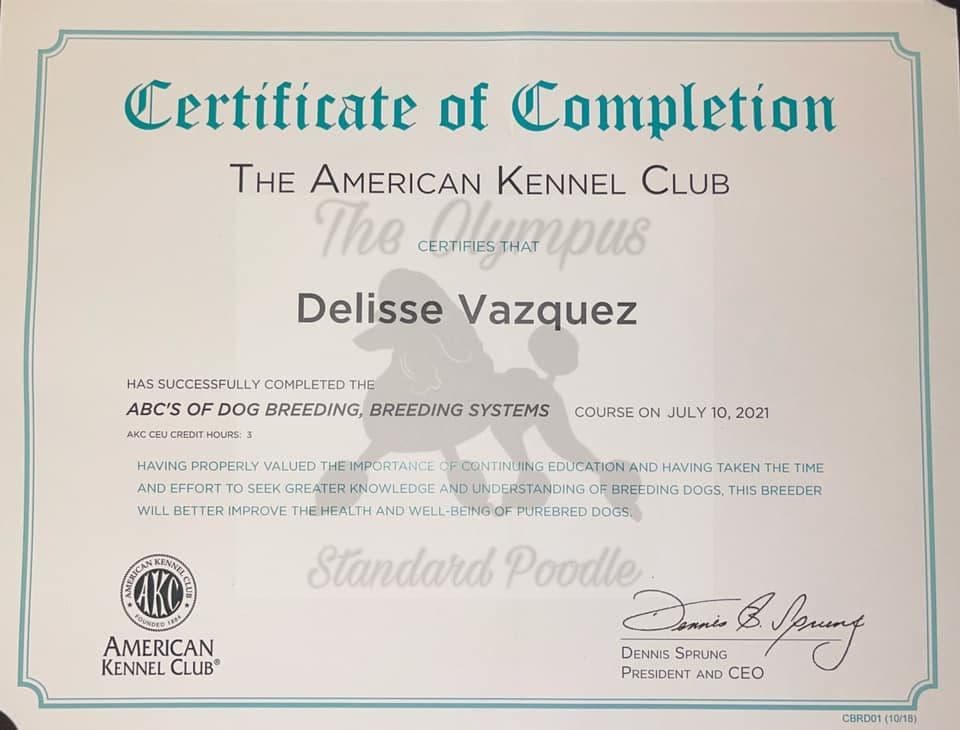 Standard Poodle Service dog prospect breeder image 3