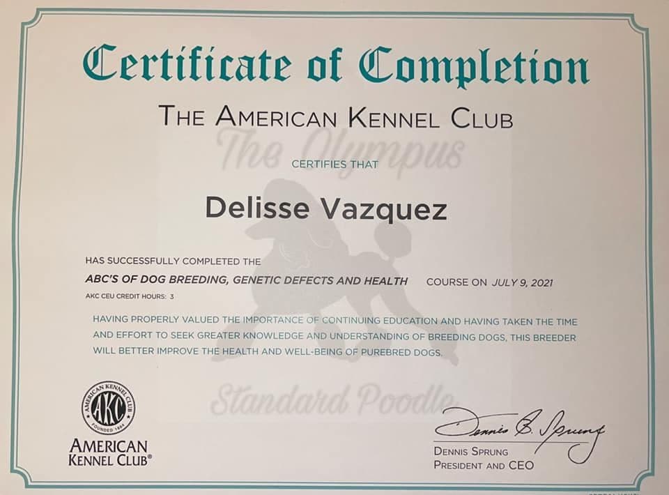 Standard Poodle Service dog prospect breeder image 4
