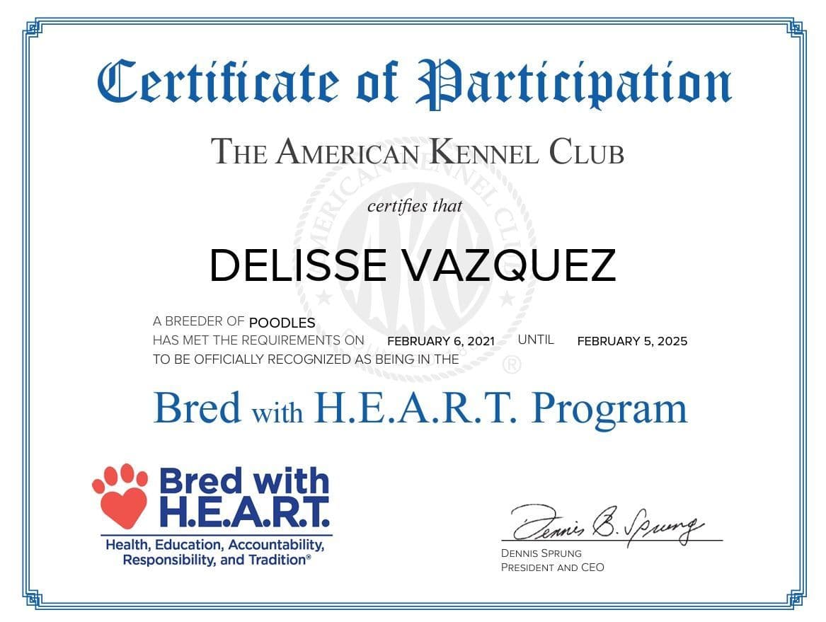 Standard Poodle Service dog prospect breeder image 6
