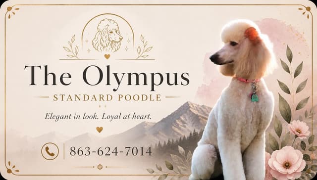 Standard Poodle Service dog prospect media 10