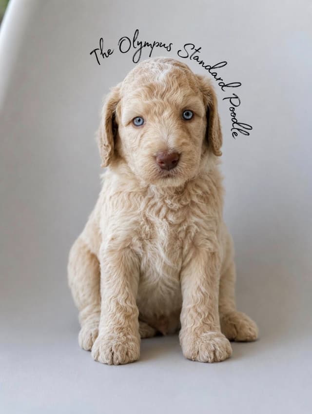 Standard Poodle Service dog prospect media 7