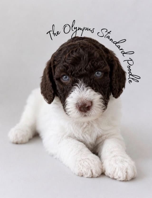 Standard Poodle Service dog prospect media 8