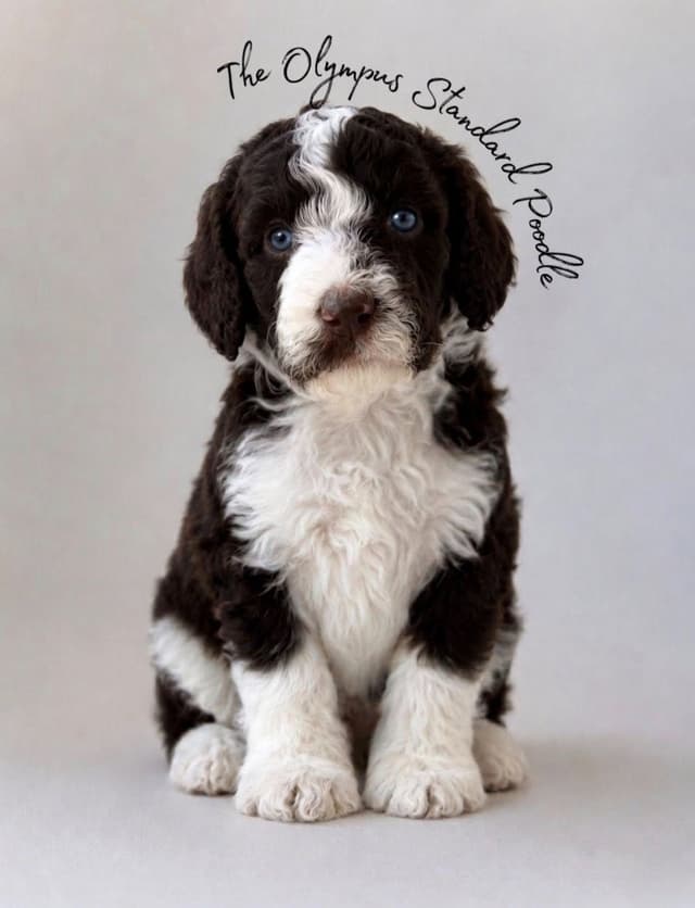 Standard Poodle Service dog prospect media 4
