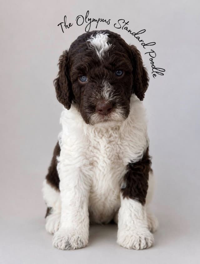 Standard Poodle Service dog prospect media 9