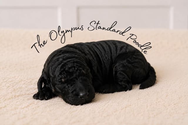Standard Poodle Service dog prospect media 3