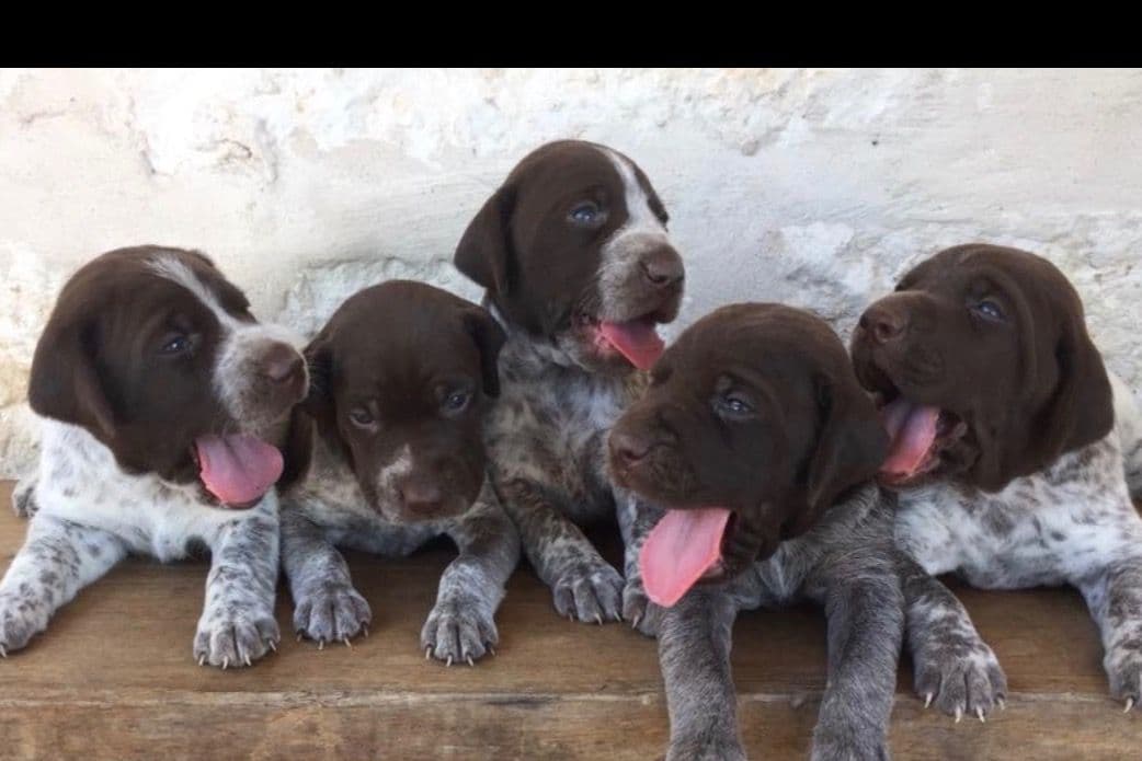 German Shorthaired Pointer Puppies breeder image 9