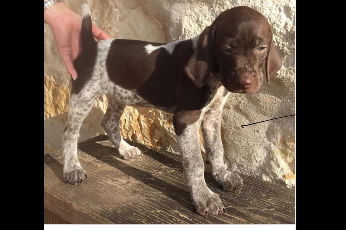 German Shorthaired Pointer Puppies breeder image 10