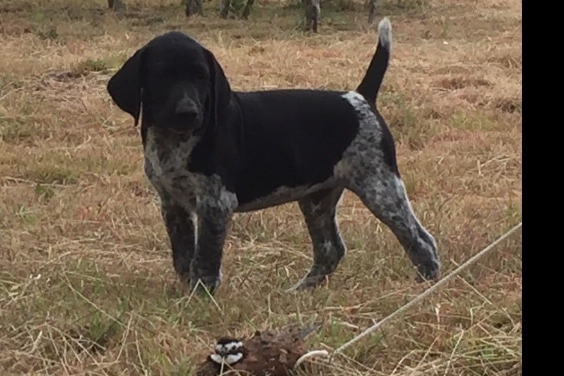 German Shorthaired Pointer Puppies breeder image 12