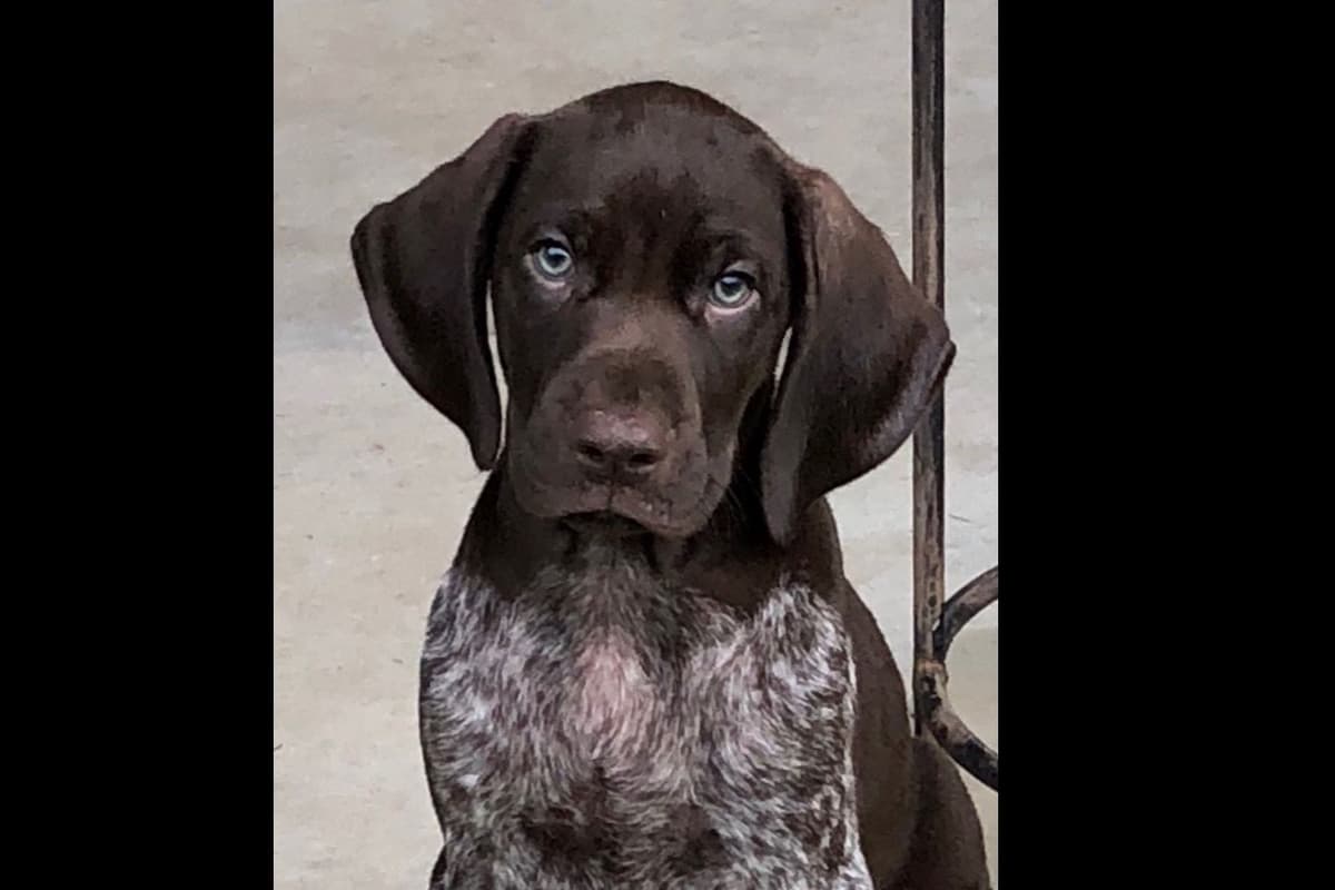 German Shorthaired Pointer Puppies breeder image 13