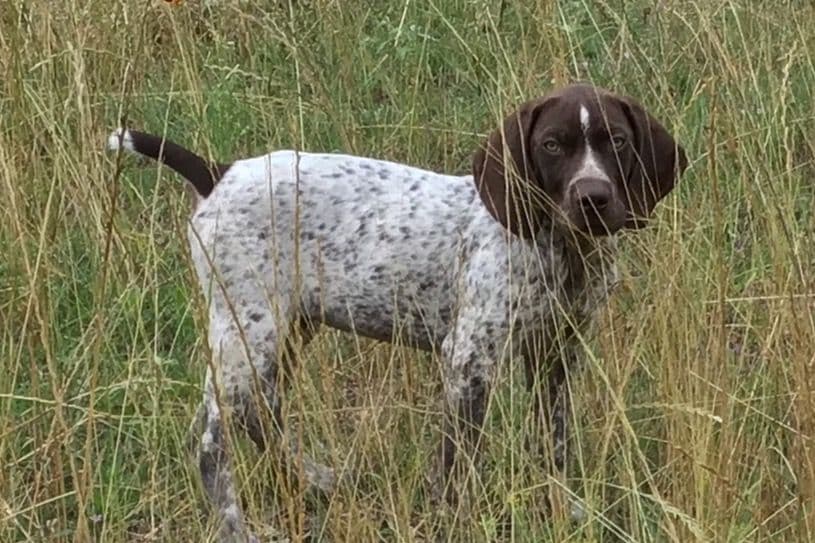 German Shorthaired Pointer Puppies breeder image 14