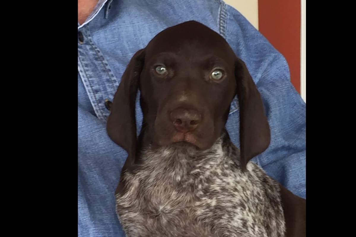 German Shorthaired Pointer Puppies breeder image 15