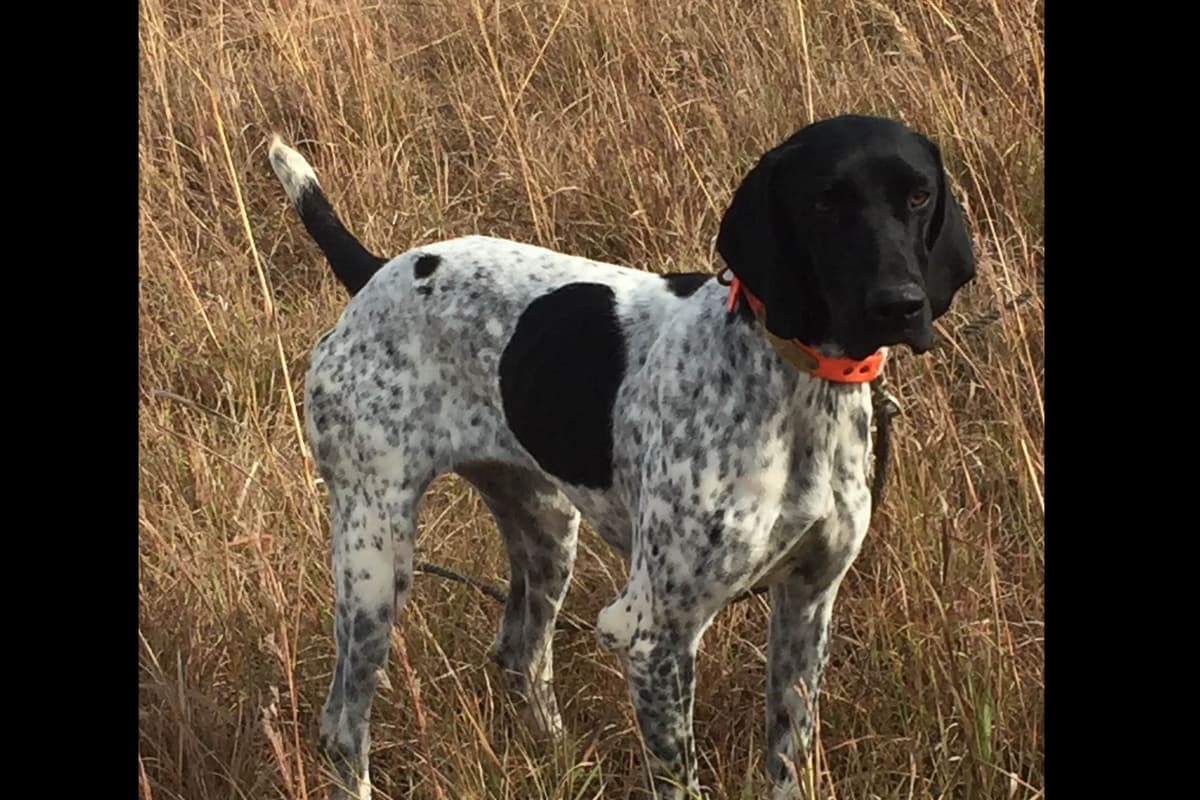 German Shorthaired Pointer Puppies breeder image 7