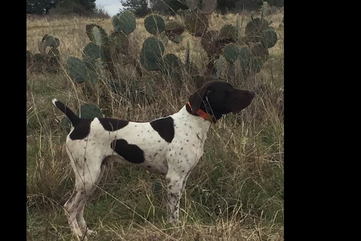 German Shorthaired Pointer Puppies breeder image 6