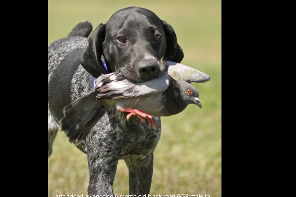 German Shorthaired Pointer Puppies breeder image 16