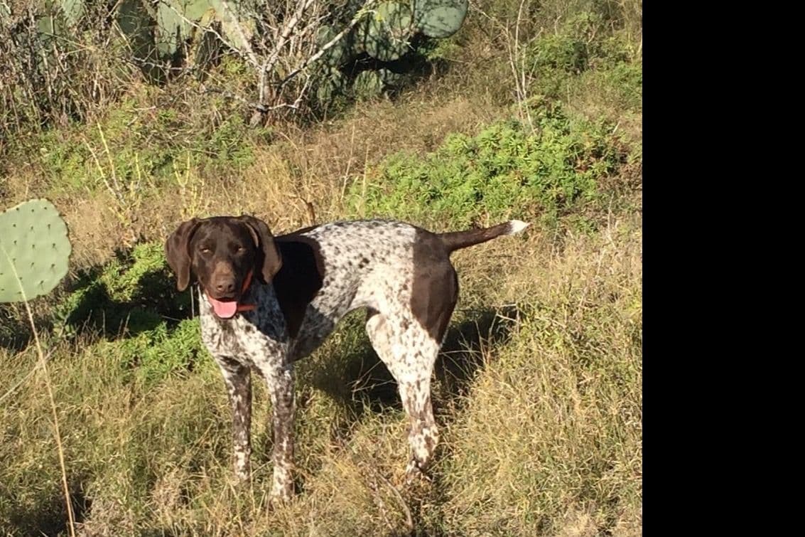 German Shorthaired Pointer Puppies breeder image 18