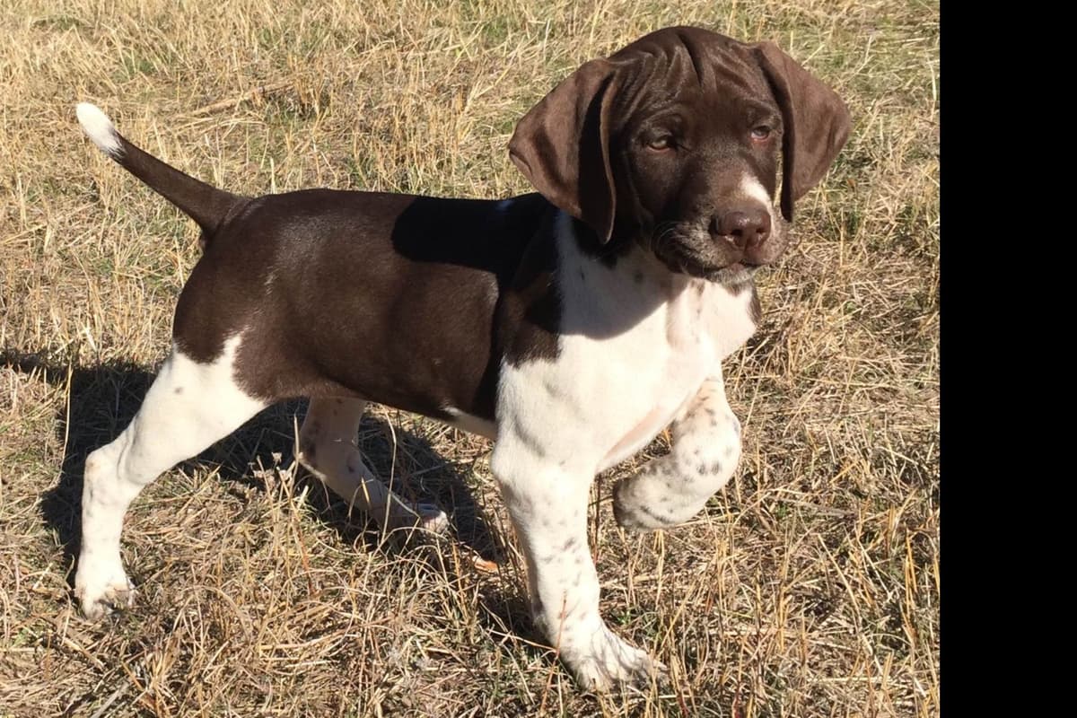 German Shorthaired Pointer Puppies breeder image 19