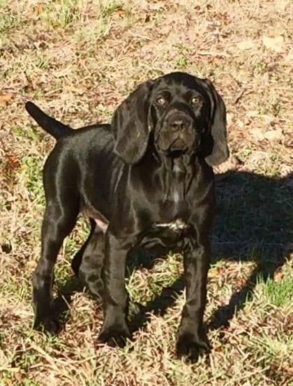 German Shorthaired Pointer Puppies breeder image 21