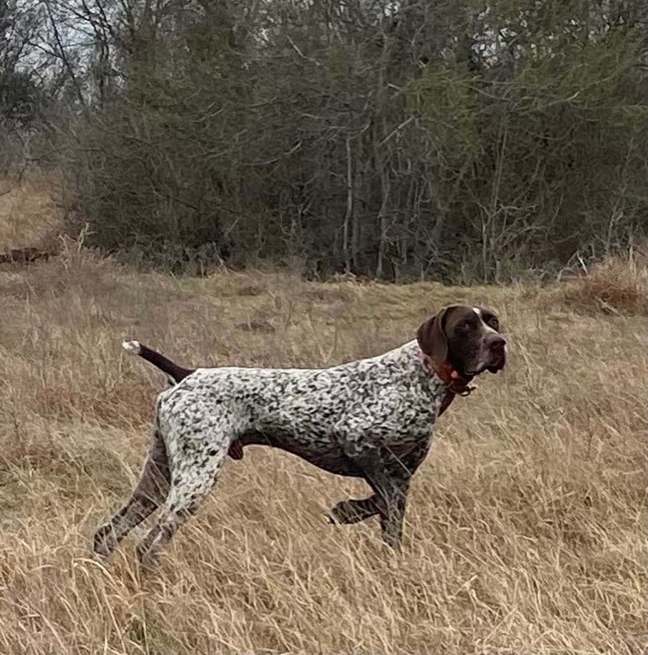 German Shorthaired Pointer Puppies breeder image 3