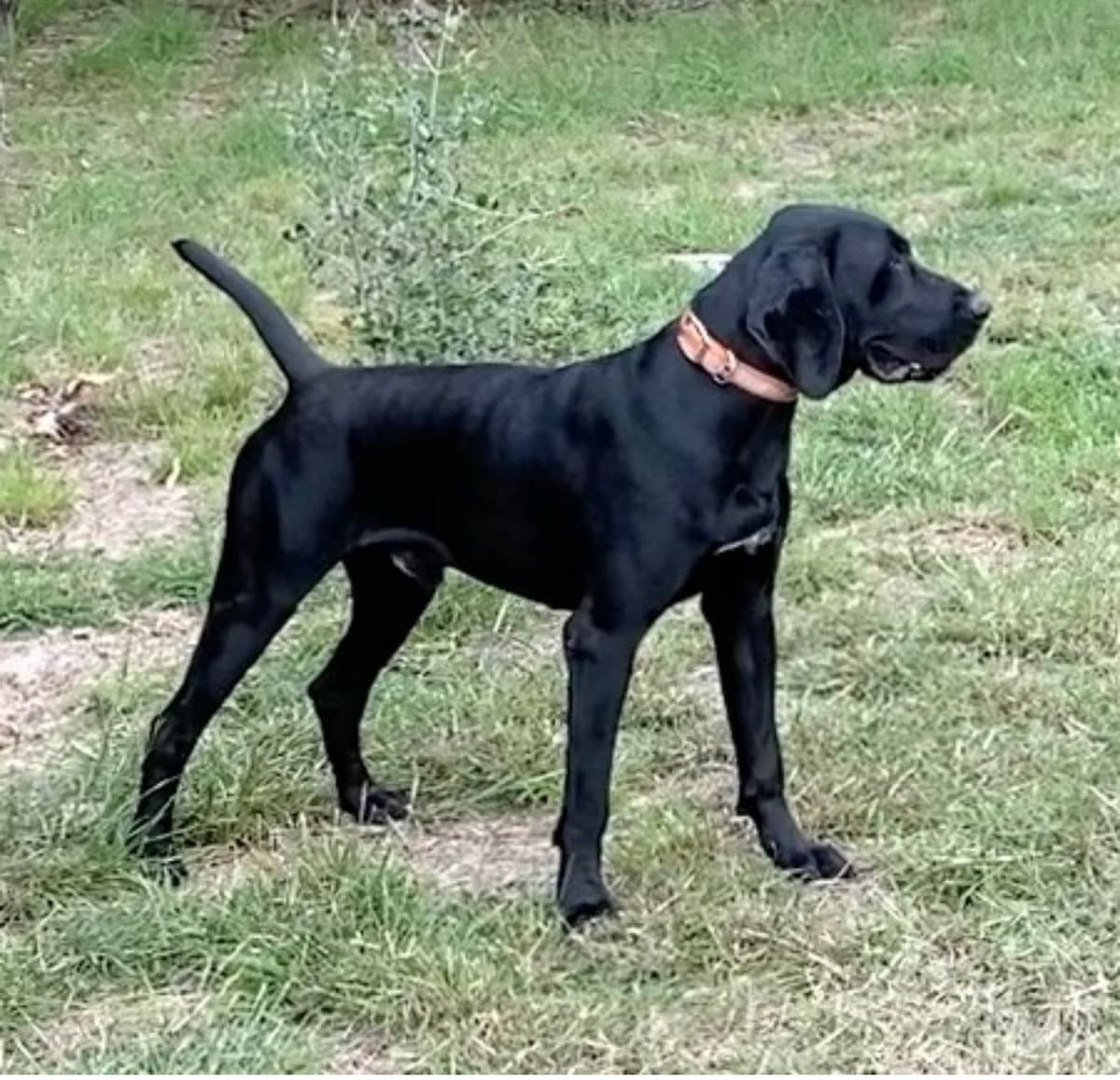 German Shorthaired Pointer Puppies breeder image 22