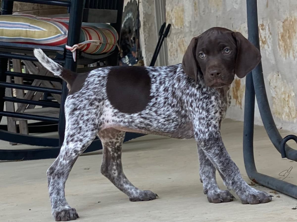 German Shorthaired Pointer Puppies breeder image 23