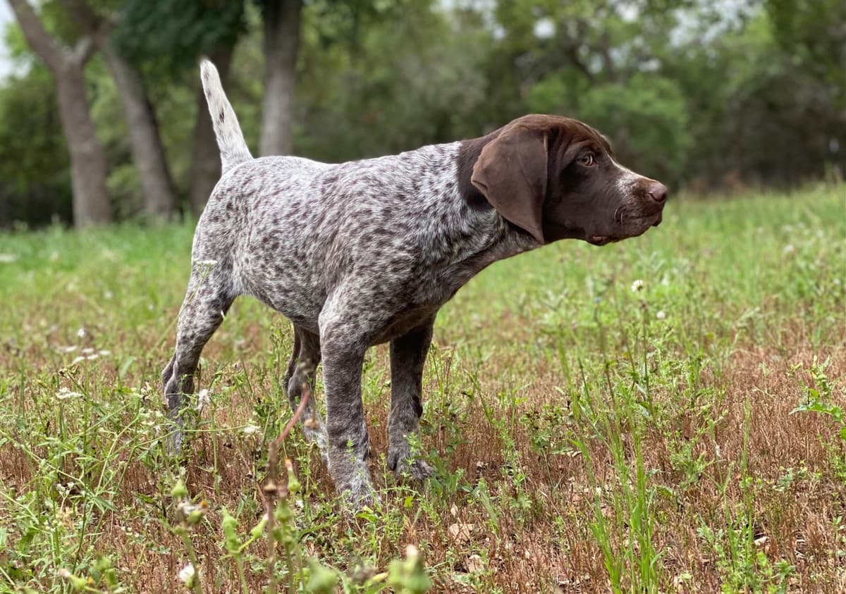 German Shorthaired Pointer Puppies breeder image 25