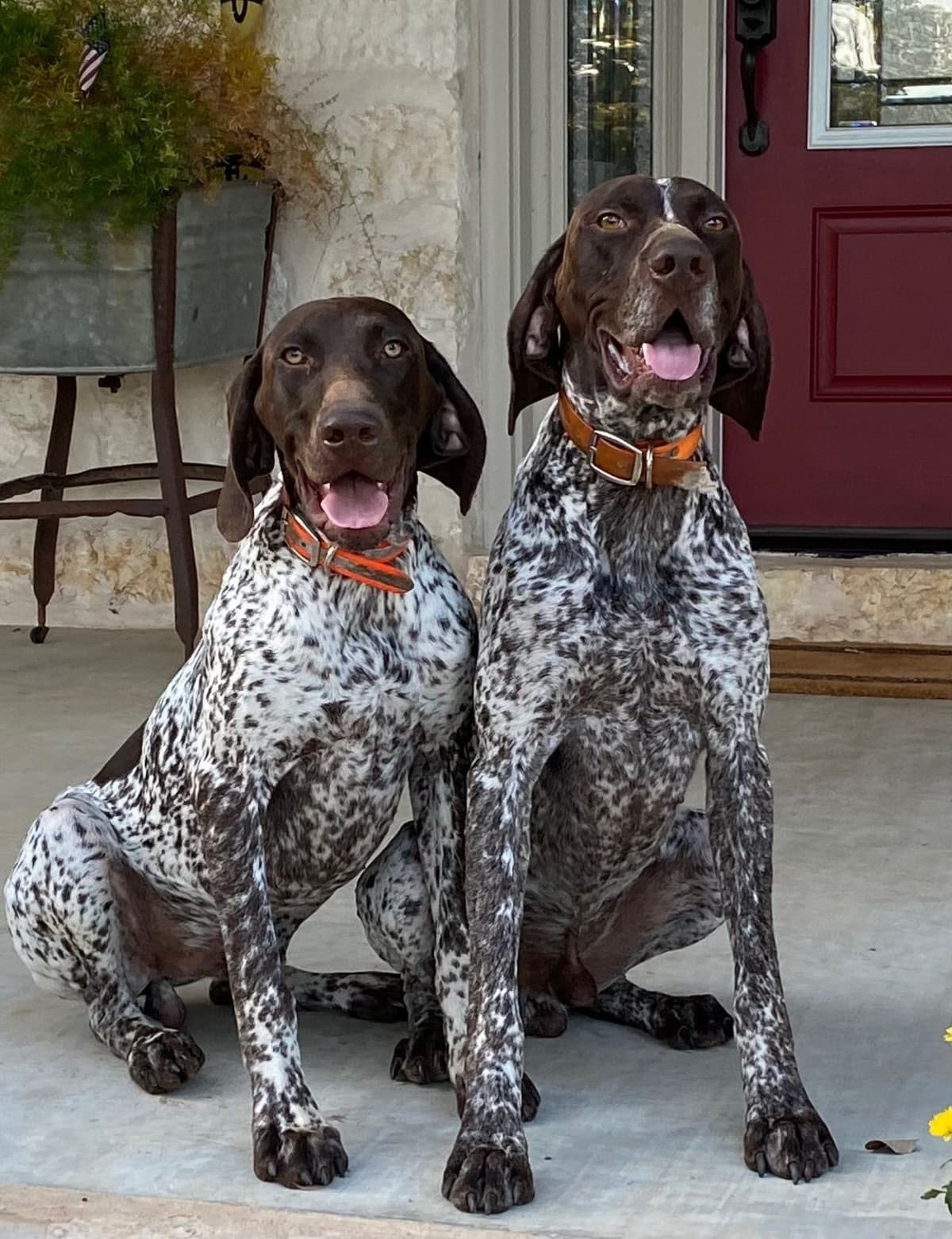 German Shorthaired Pointer Puppies breeder image 5
